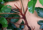 <i>Trichilia lepidota</i> Mart. [Meliaceae]