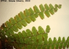 <i>Terpsichore reclinata</i> (Brack.) Labiak [Polypodiaceae]