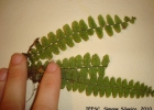 <i>Terpsichore reclinata</i> (Brack.) Labiak [Polypodiaceae]
