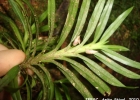 <i>Dichaea cogniauxiana</i> Schltr. [Orchidaceae]