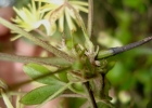 <i>Clematis campestris</i> A.St.-Hil. [Ranunculaceae]