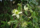 <i>Clematis campestris</i> A.St.-Hil. [Ranunculaceae]