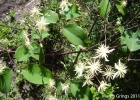 <i>Clematis bonariensis</i> Juss. ex DC. [Ranunculaceae]