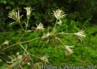 <i>Clematis bonariensis</i> Juss. ex DC. [Ranunculaceae]