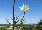 <i>Anemone decapetala</i> Ard. [Ranunculaceae]