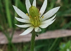 <i>Anemone decapetala</i> Ard. [Ranunculaceae]