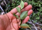 <i>Myrcia multiflora</i> (Lam.) DC. [Myrtaceae]