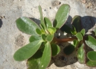 <i>Portulaca oleracea</i> L. [Portulacaceae]