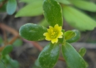 <i>Portulaca oleracea</i> L. [Portulacaceae]