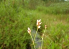 <i>Polygonum meisnerianum</i> Cham. [Polygonaceae]