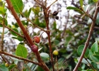 <i>Myrcia selloi</i> (Spreng.) N. Silveira [Myrtaceae]