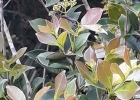 <i>Myrcia multiflora</i> (Lam.) DC. [Myrtaceae]