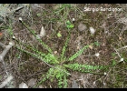 <i>Polygala riograndensis</i> Lüdtke & Miotto [Polygalaceae]