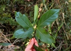 <i>Nectandra grandiflora</i> Nees [Lauraceae]