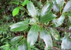 <i>Nectandra grandiflora</i> Nees [Lauraceae]