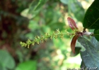 <i>Sebastiania serrata</i> (Klotzch) Müll.Arg. [Euphorbiaceae]