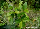 <i>Sebastiania serrata</i> (Klotzch) Müll.Arg. [Euphorbiaceae]