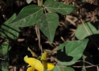 <i>Vigna luteola</i> (Jacq.) Benth. [Fabaceae]