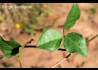 <i>Vigna luteola</i> (Jacq.) Benth. [Fabaceae]