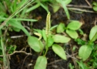 <i>Ophioglossum nudicaule</i> L.f. [Ophioglossaceae]