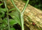 <i>Psychotria suterella</i> Müll.Arg. [Rubiaceae]