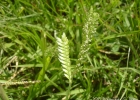 <i>Eleusine tristachya</i> (Lam.) Lam. [Poaceae]