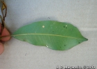 <i>Chrysophyllum viride</i> Mart. & Eichler [Sapotaceae]