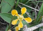 <i>Aspicarpa pulchella</i> (Griseb.) O´Donell & Lourteig [Malpighiaceae]