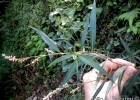 <i>Polygonum persicaria</i> L. [Polygonaceae]