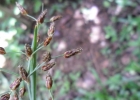 <i>Fimbristylis dichotoma</i> (Retz.) Vahl [Cyperaceae]