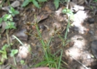 <i>Fimbristylis dichotoma</i> (Retz.) Vahl [Cyperaceae]