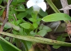 <i>Oldenlandia salzmannii</i> (DC.) Benth. & Hook. f. ex B.D. Jacks. [Rubiaceae]