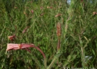 <i>Oenothera parodiana</i> Munz [Onagraceae]