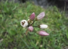 <i>Nothoscordum gracile</i> (Aiton) Stearn [Alliaceae]