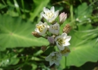 <i>Nothoscordum gracile</i> (Aiton) Stearn [Alliaceae]