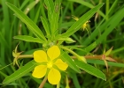 <i>Ludwigia leptocarpa</i> (Nutt.) Hara. [Onagraceae]