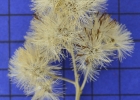 <i>Gochnatia polymorpha</i> (Less.) Cabr. [Asteraceae]