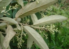 <i>Gochnatia polymorpha</i> (Less.) Cabr. [Asteraceae]