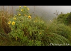 <i>Viguiera santacatarinensis</i> (H.Rob. & A. J. Moore) Magenta & Mondin [Asteraceae]
