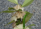 <i>Psidium cattleyanum</i> Sabine [Myrtaceae]
