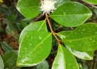 <i>Psidium cattleyanum</i> Sabine [Myrtaceae]