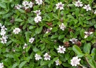 <i>Lippia nodiflora</i> (L.) Michx. [Verbenaceae]