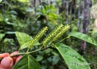 <i>Piper miquelianum</i> DC. [Piperaceae]