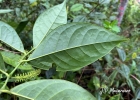 <i>Piper miquelianum</i> DC. [Piperaceae]