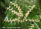 <i>Casearia obliqua</i> Spreng. [Salicaceae]