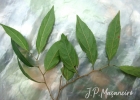 <i>Casearia obliqua</i> Spreng. [Salicaceae]