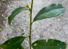 <i>Ilex microdonta</i> Reissek  [Aquifoliaceae]