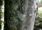 <i>Ilex microdonta</i> Reissek  [Aquifoliaceae]