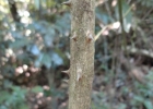<i>Zanthoxylum petiolare</i> A. St.-Hil. & Tul.  [Rutaceae]