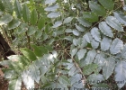 <i>Zanthoxylum petiolare</i> A. St.-Hil. & Tul.  [Rutaceae]